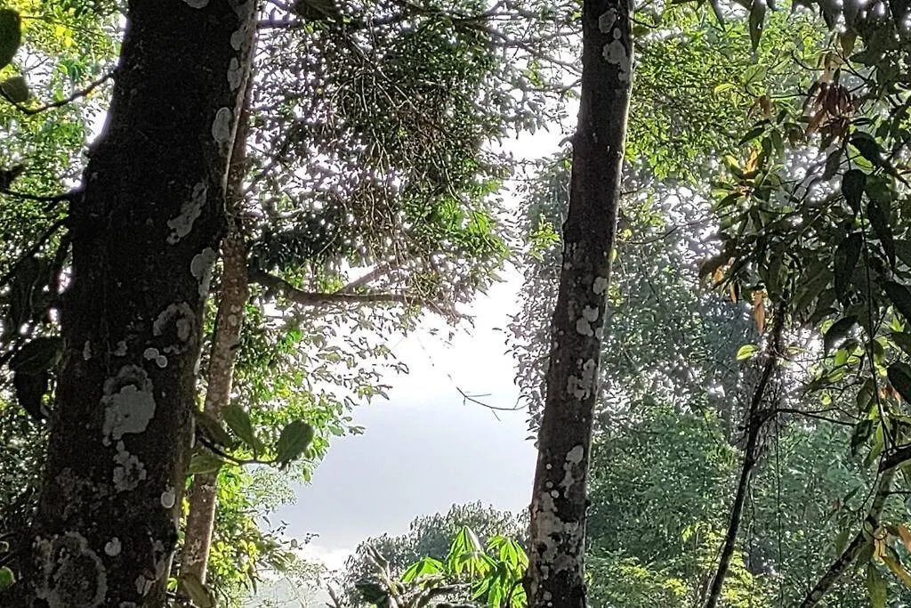 Βίλα Coffee Camp Home Stay With Tree House Kattappana