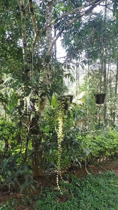 Coffee Camp Home Stay With Tree House Kattappana