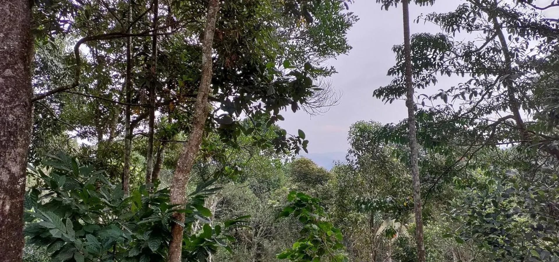 Coffee Camp Home Stay With Tree House Kattappana Ινδία