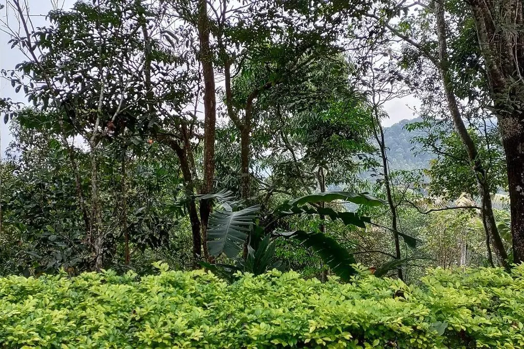 Coffee Camp Home Stay With Tree House Kattappana Willa