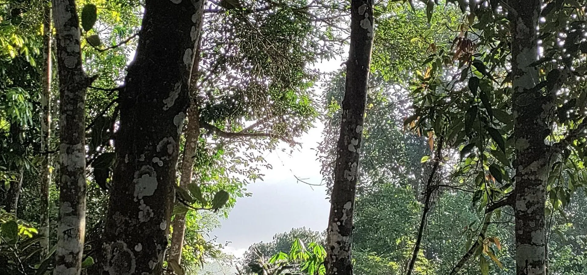 Willa Coffee Camp Home Stay With Tree House Kattappana
